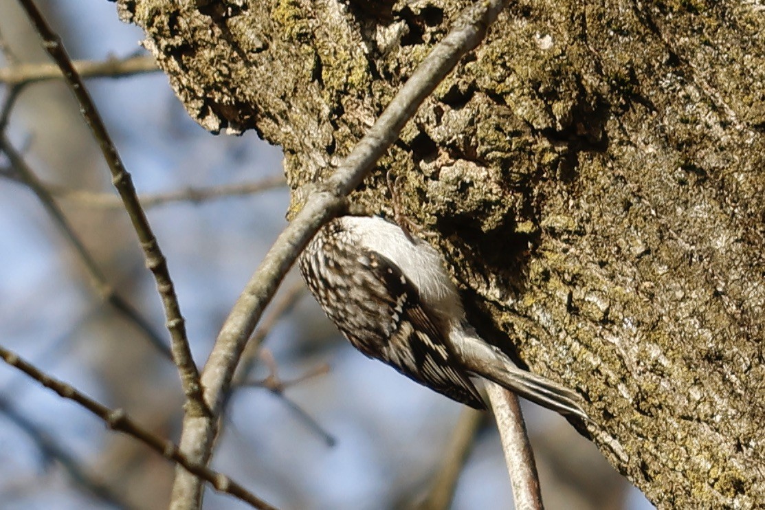 Brown Creeper - ML542405301