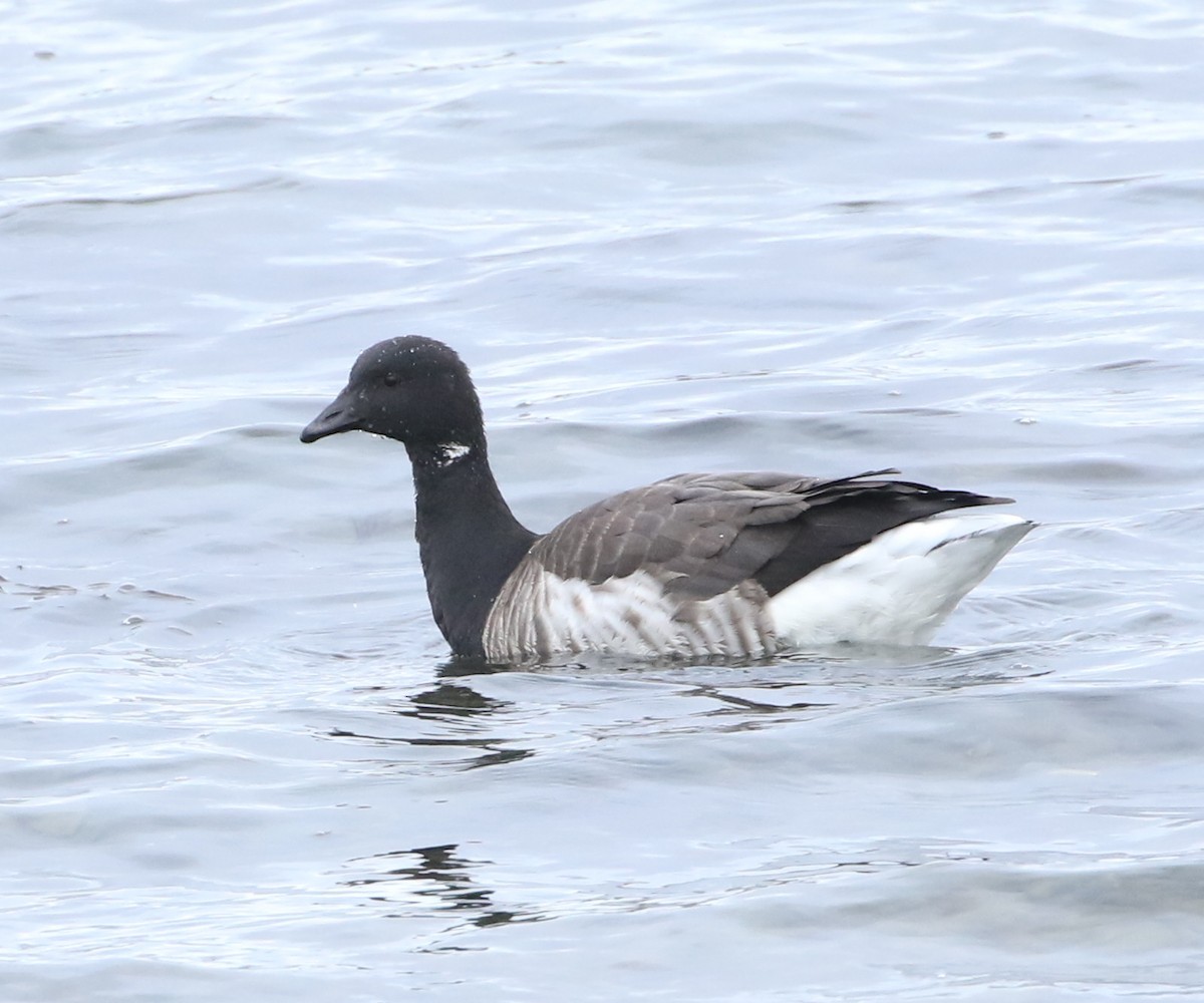 Brant - ML542406341