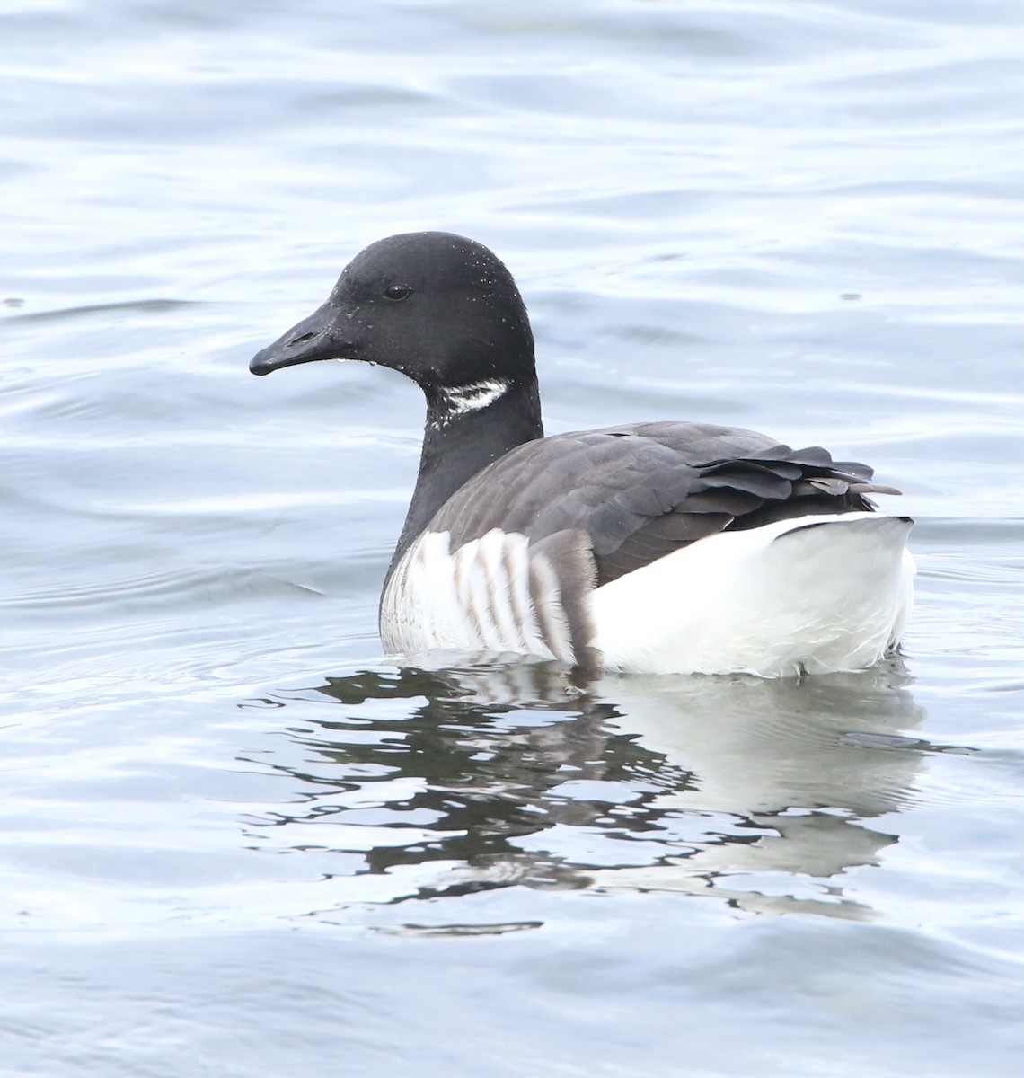 Brant - ML542406361