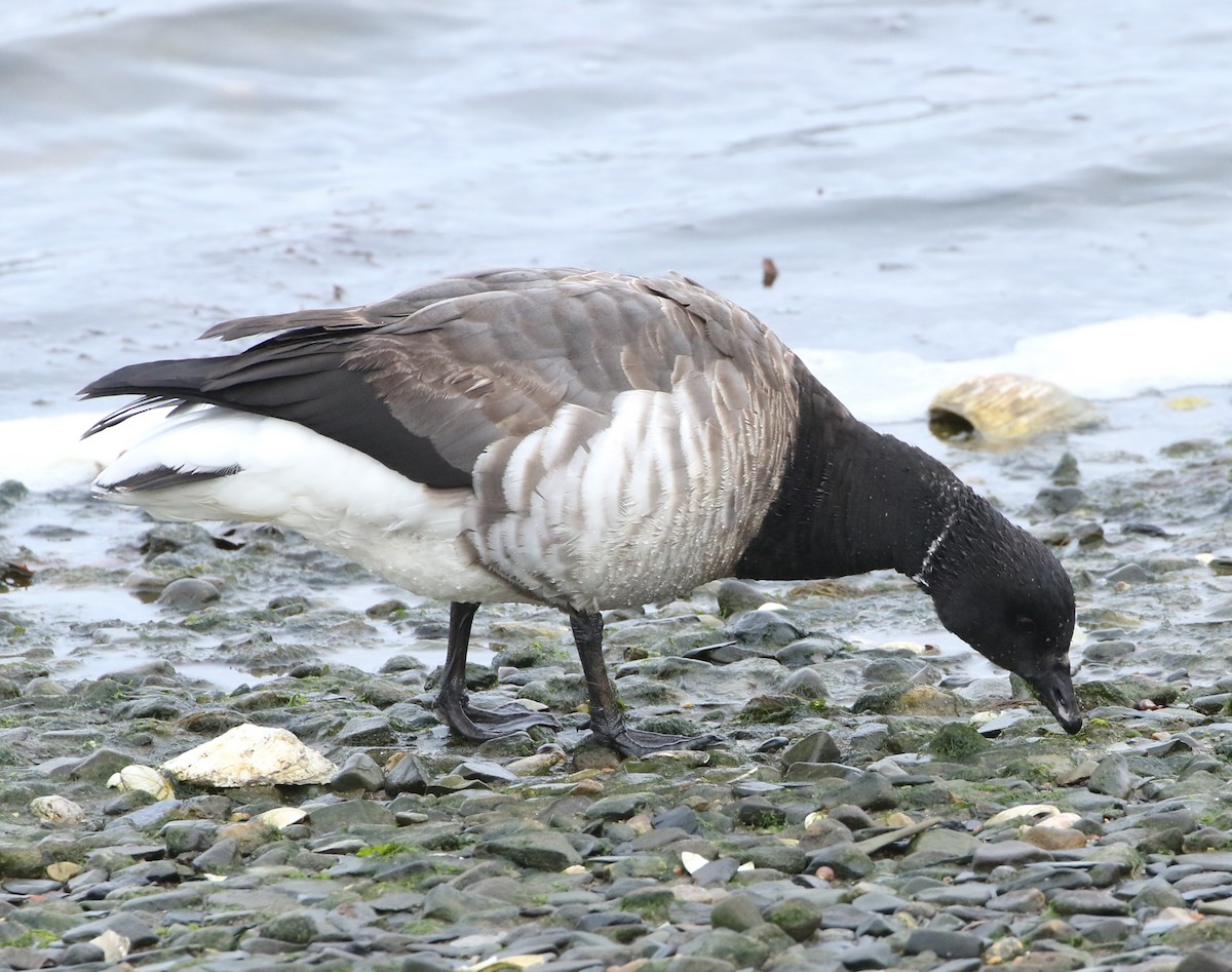 Brant - ML542406371