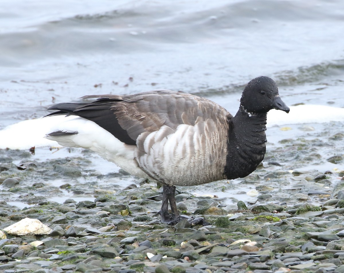 Barnacla Carinegra - ML542406381