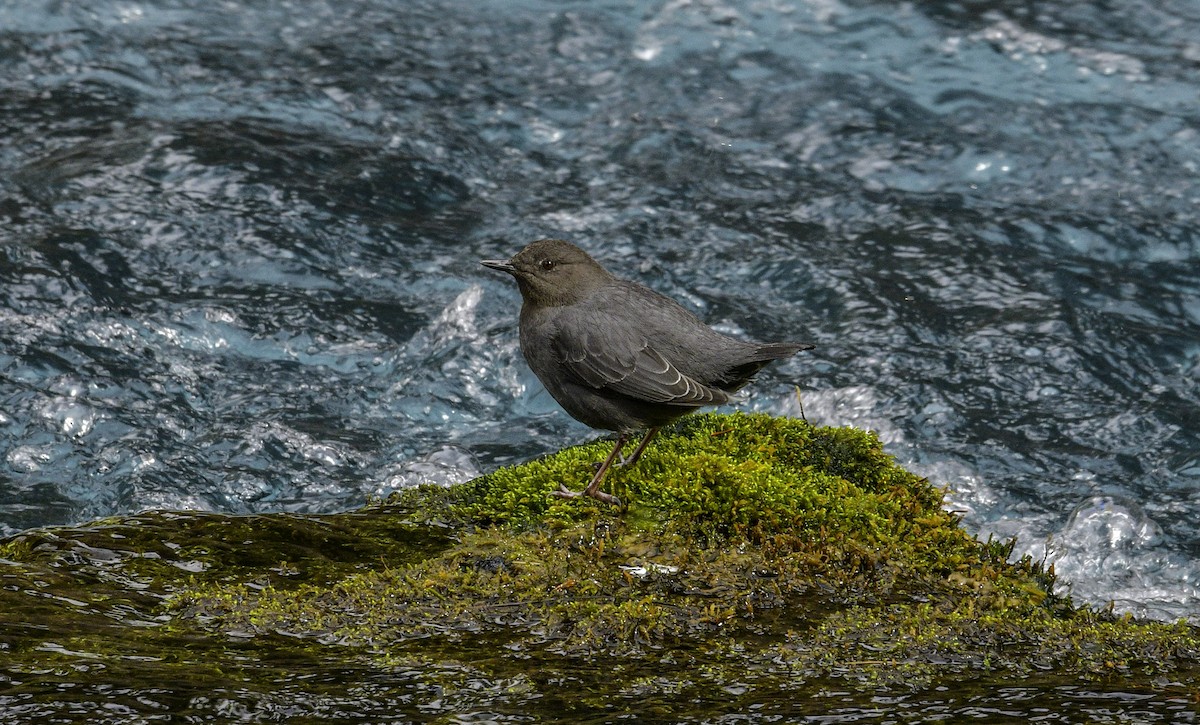 American Dipper - ML542406901