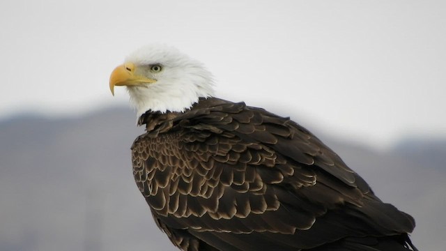 Bald Eagle - ML542406931