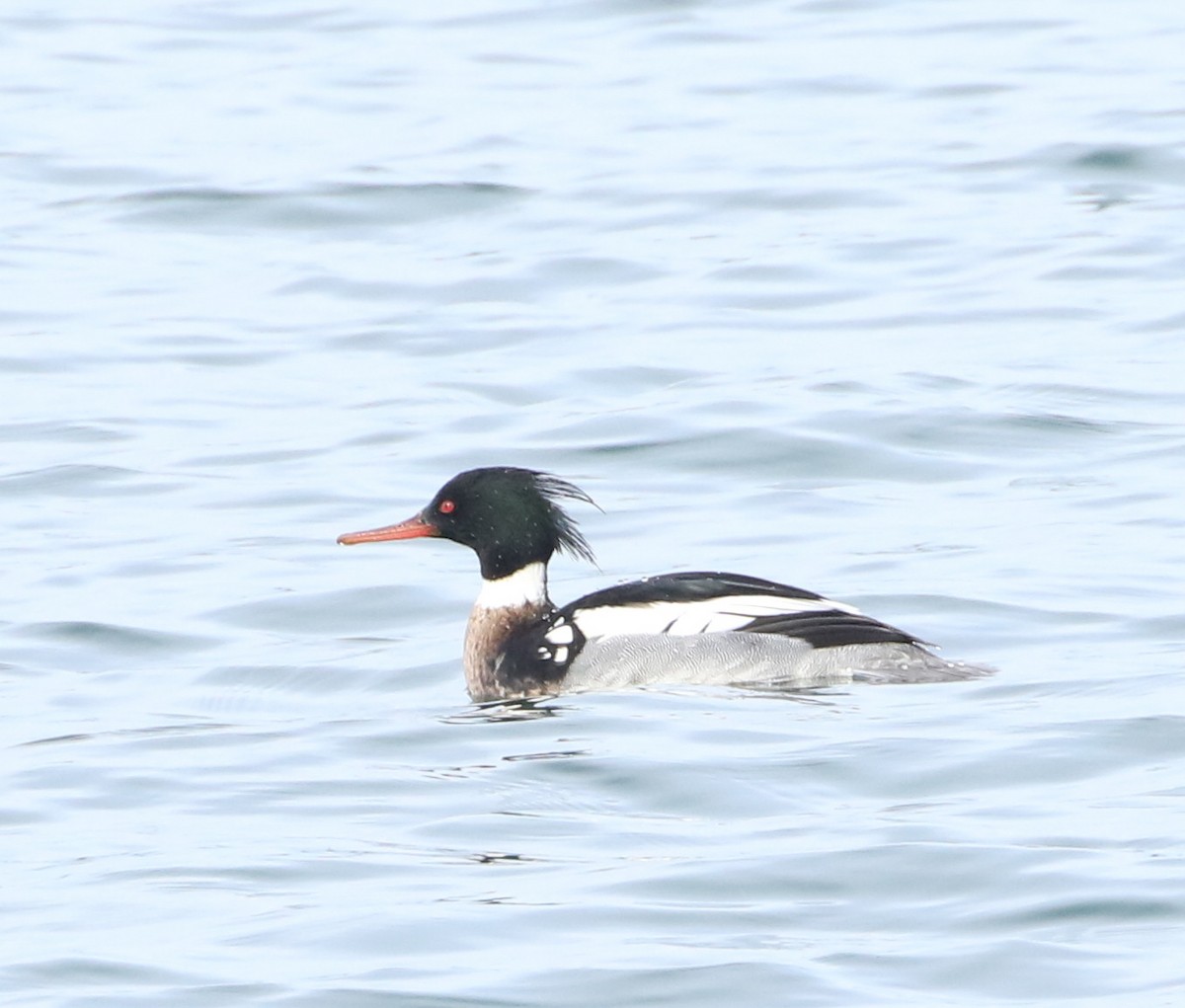 Red-breasted Merganser - ML542407781