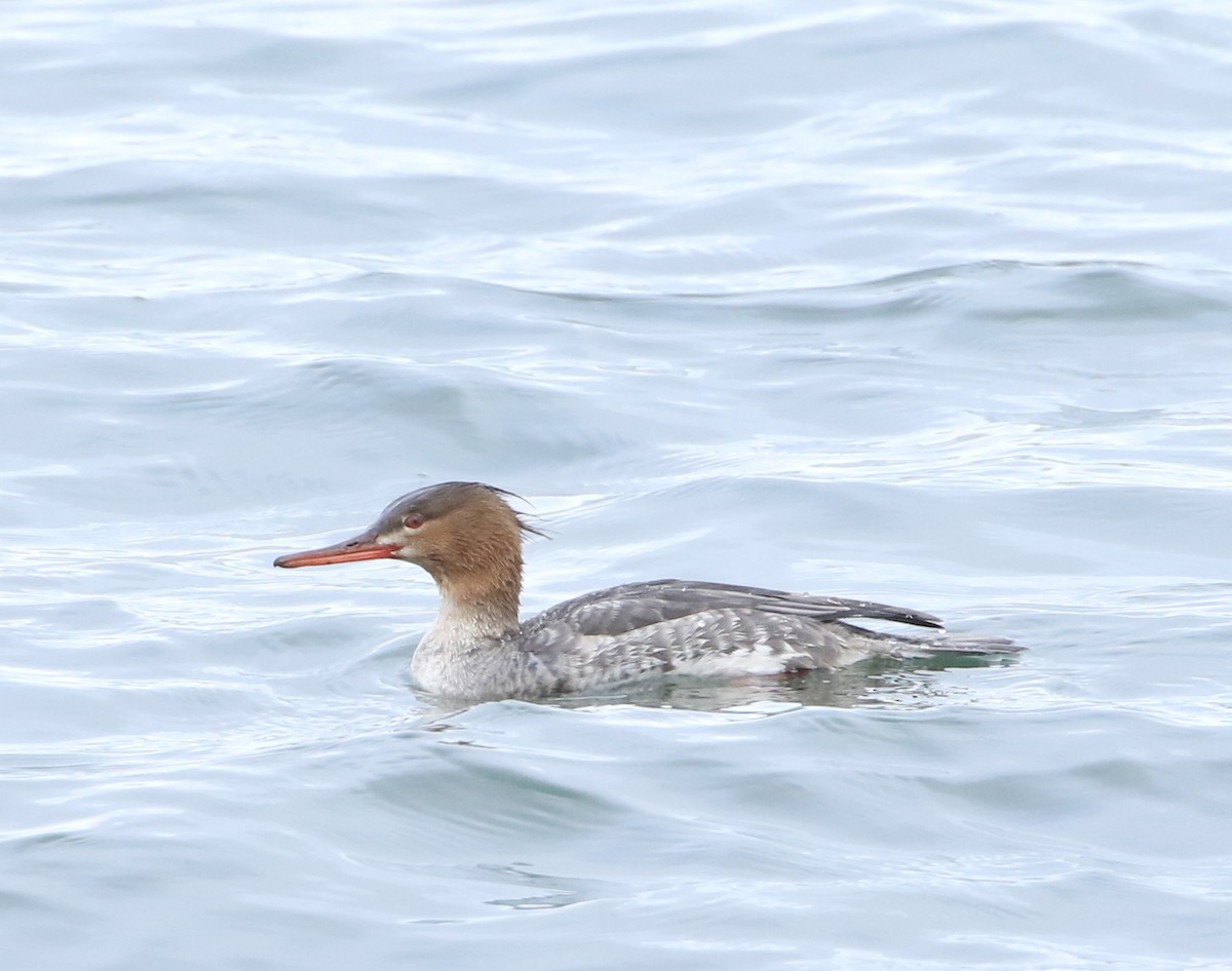 Red-breasted Merganser - Stephen Baird