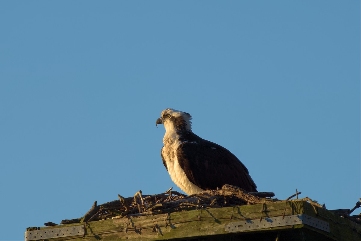 Osprey - ML542409031