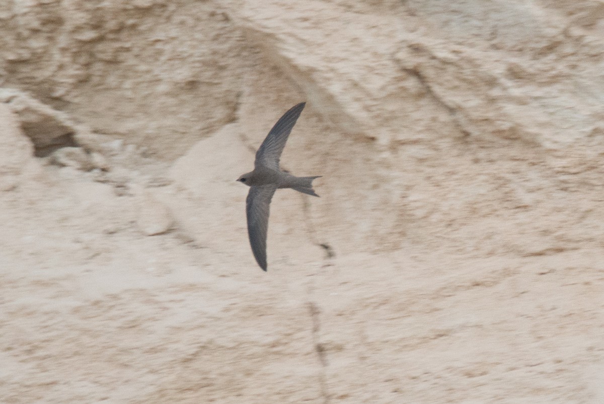 Pallid Swift - John C. Mittermeier