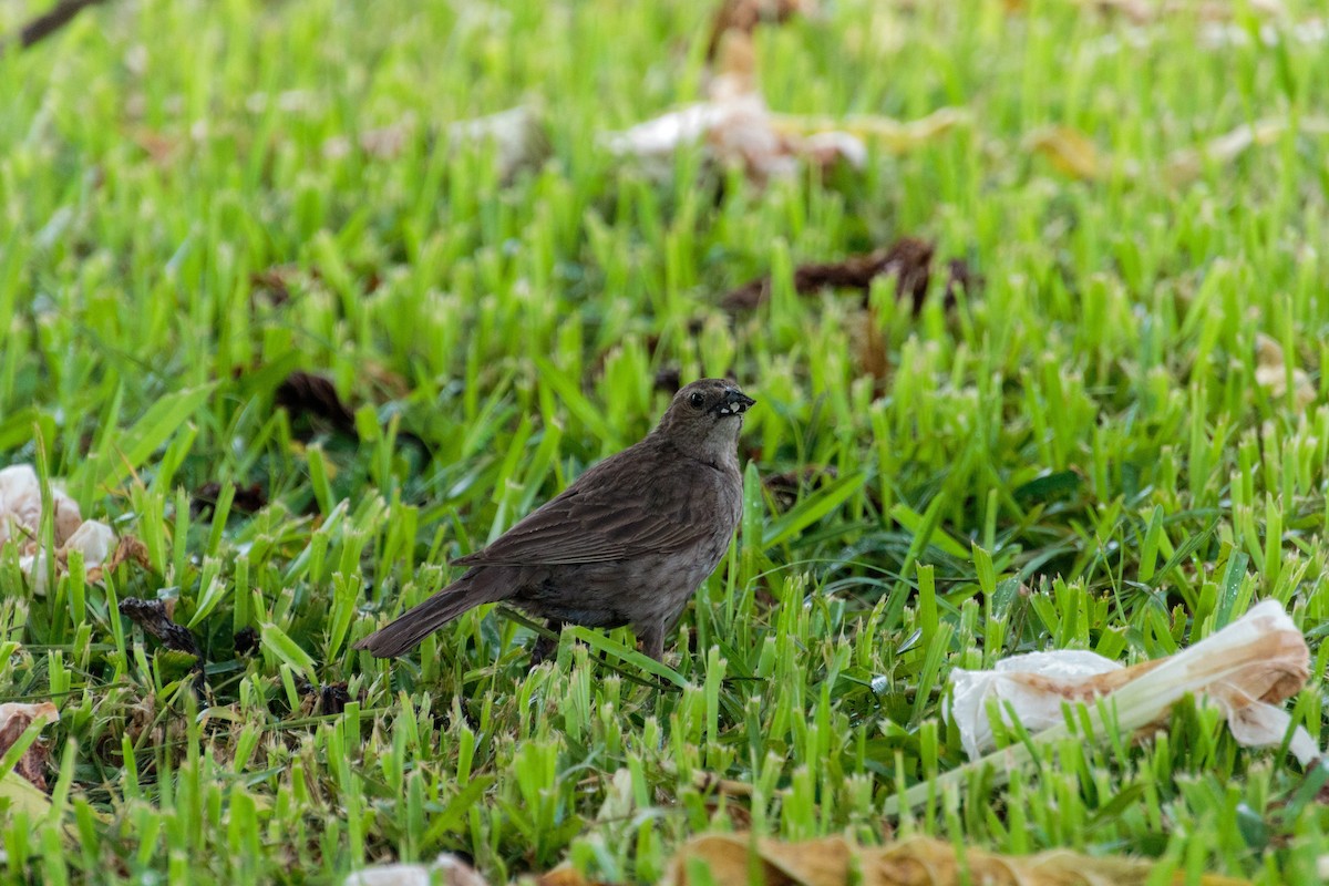 Shiny Cowbird - ML542410281