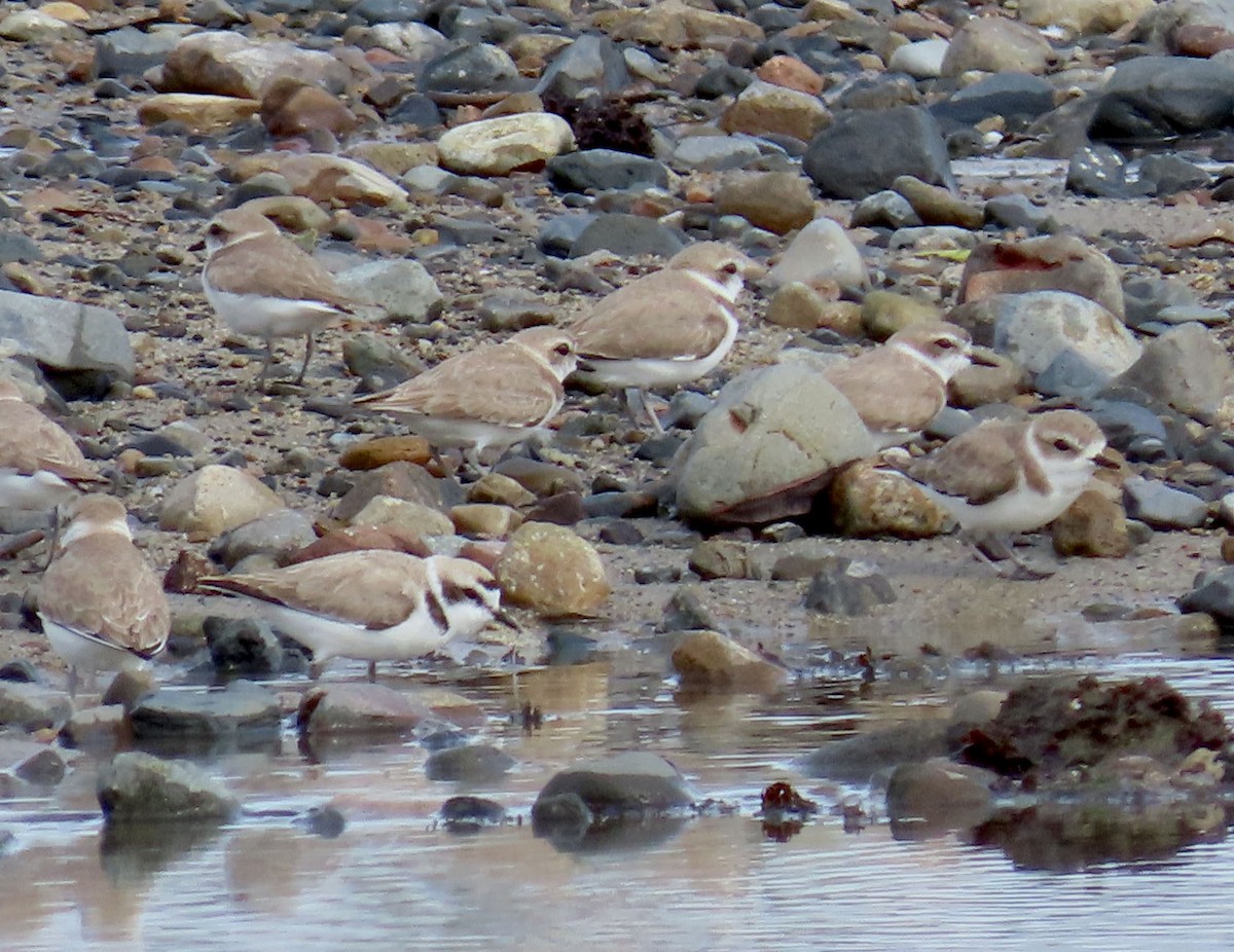 Snowy Plover - ML542410631