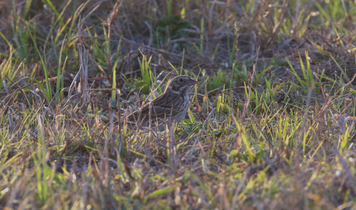 Vesper Sparrow - ML542413591