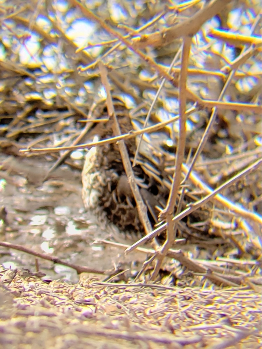 Wilson's Snipe - ML542413731