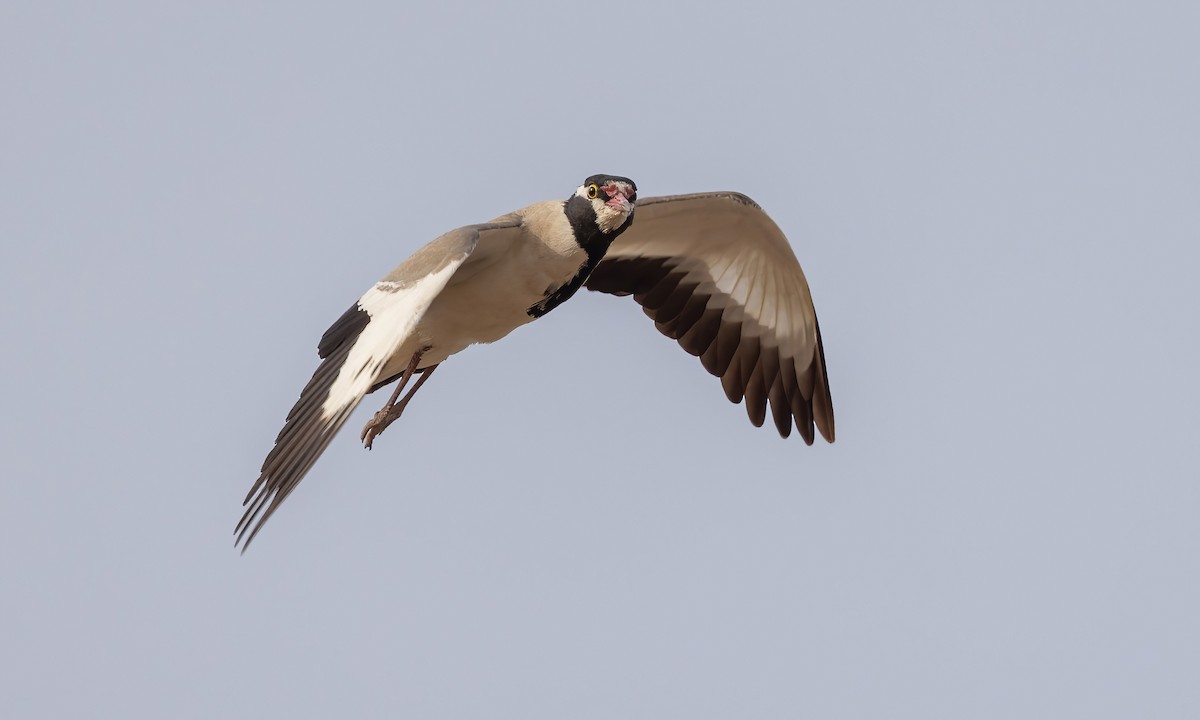 Black-headed Lapwing - ML542416181