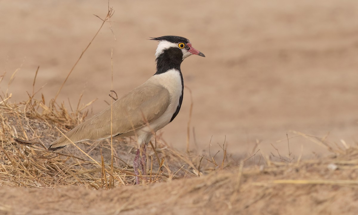 Black-headed Lapwing - ML542416191