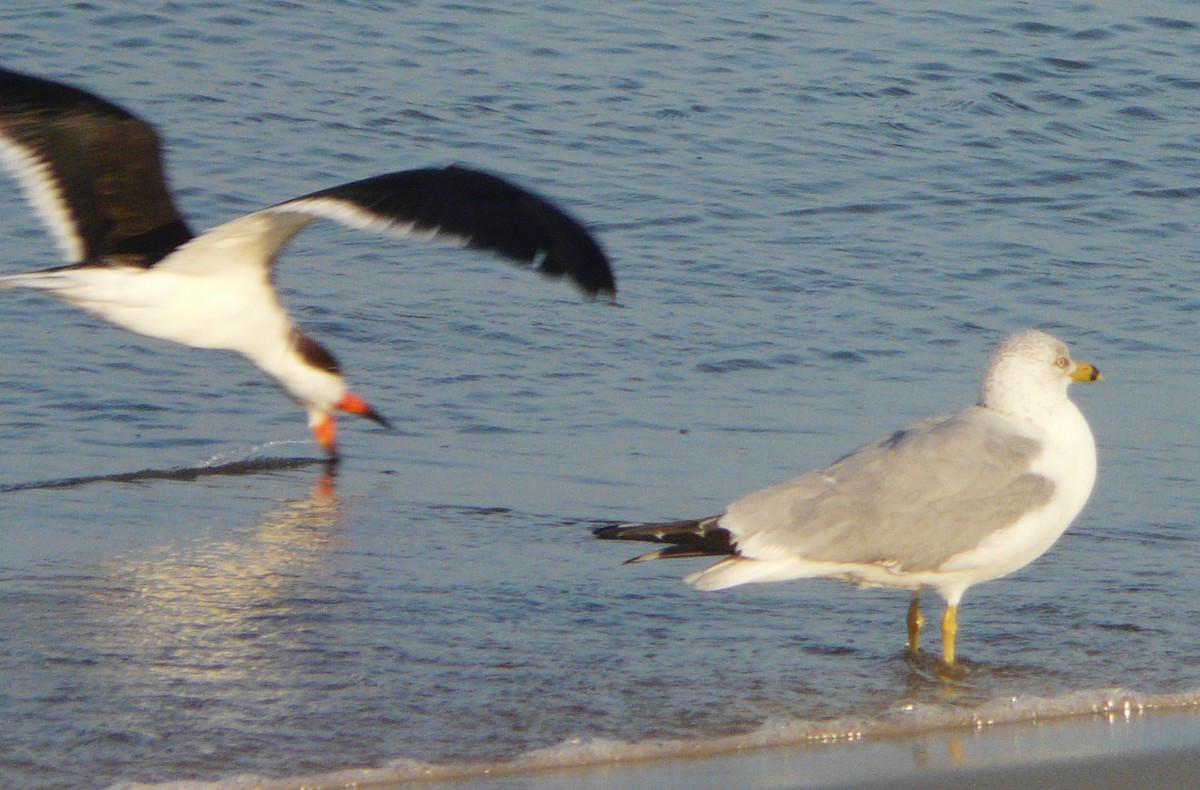 Ring-billed Gull - ML542416251