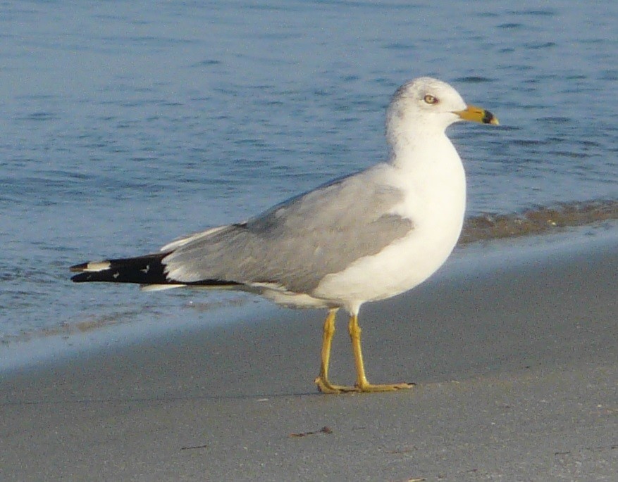 Ring-billed Gull - ML542416451