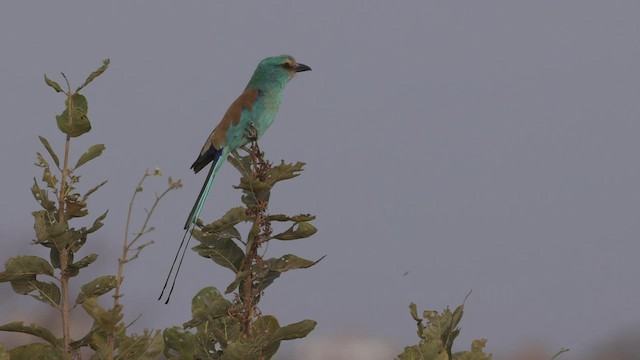 Abyssinian Roller - ML542416481