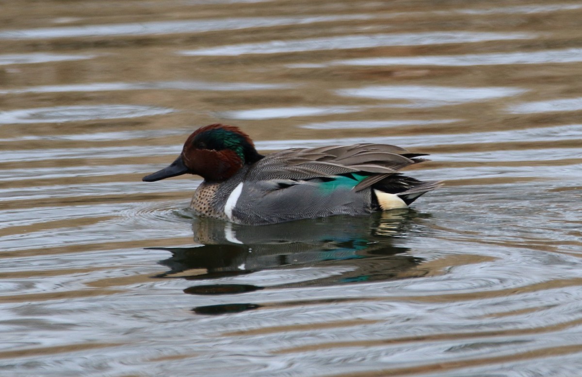 Green-winged Teal - ML542416941