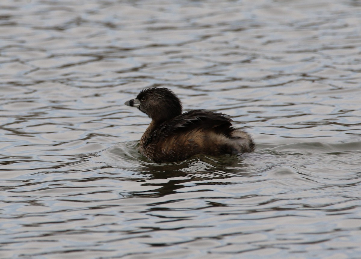 Pied-billed Grebe - ML542417341