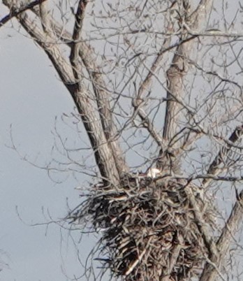 Weißkopf-Seeadler - ML542418041