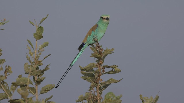 Abyssinian Roller - ML542418961