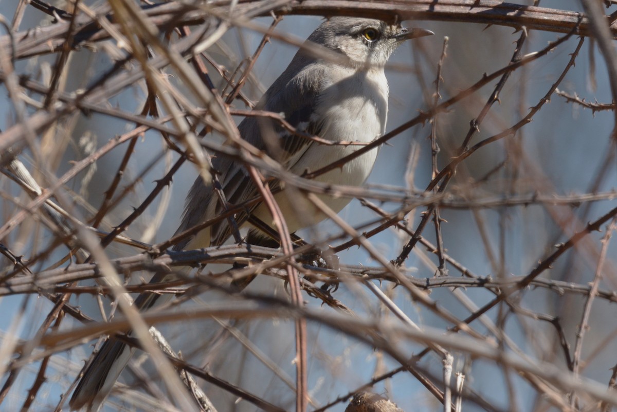 Northern Mockingbird - ML542419431