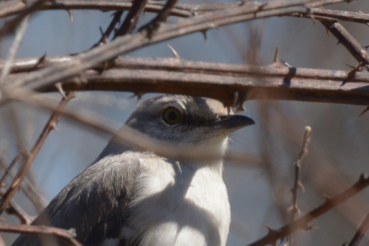 Northern Mockingbird - ML542419471