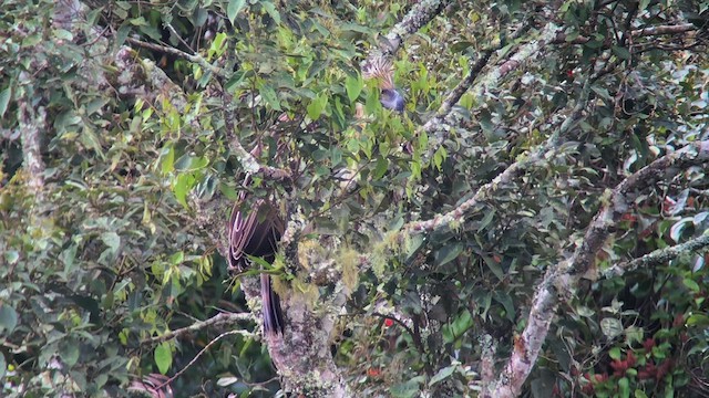 Philippine Eagle - ML542421021