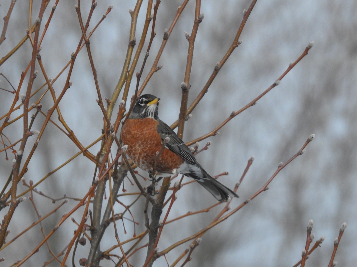 American Robin - Rick Stankiewicz