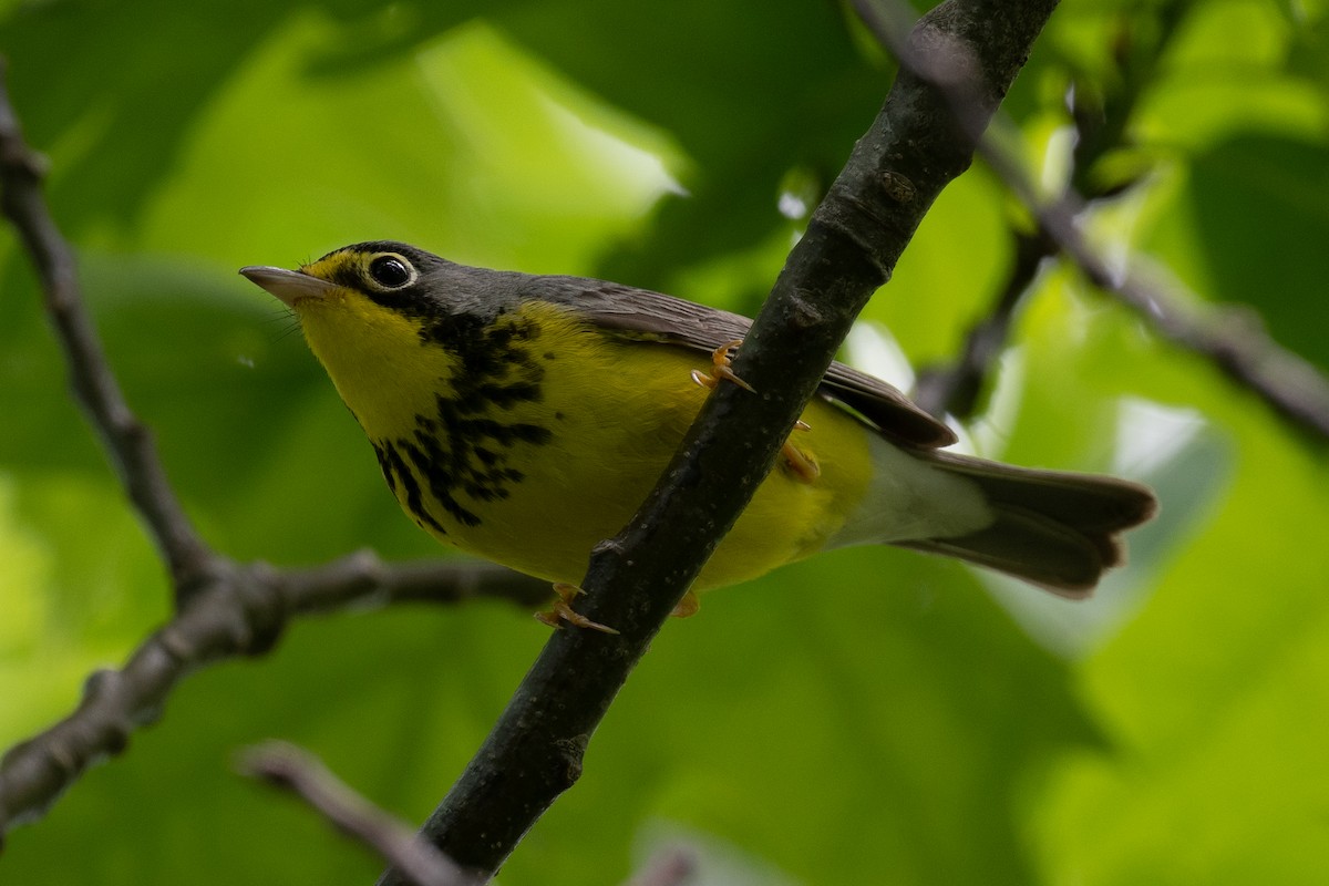 Canada Warbler - Sebastian Jones