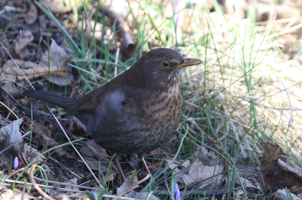 Eurasian Blackbird - ML54242601