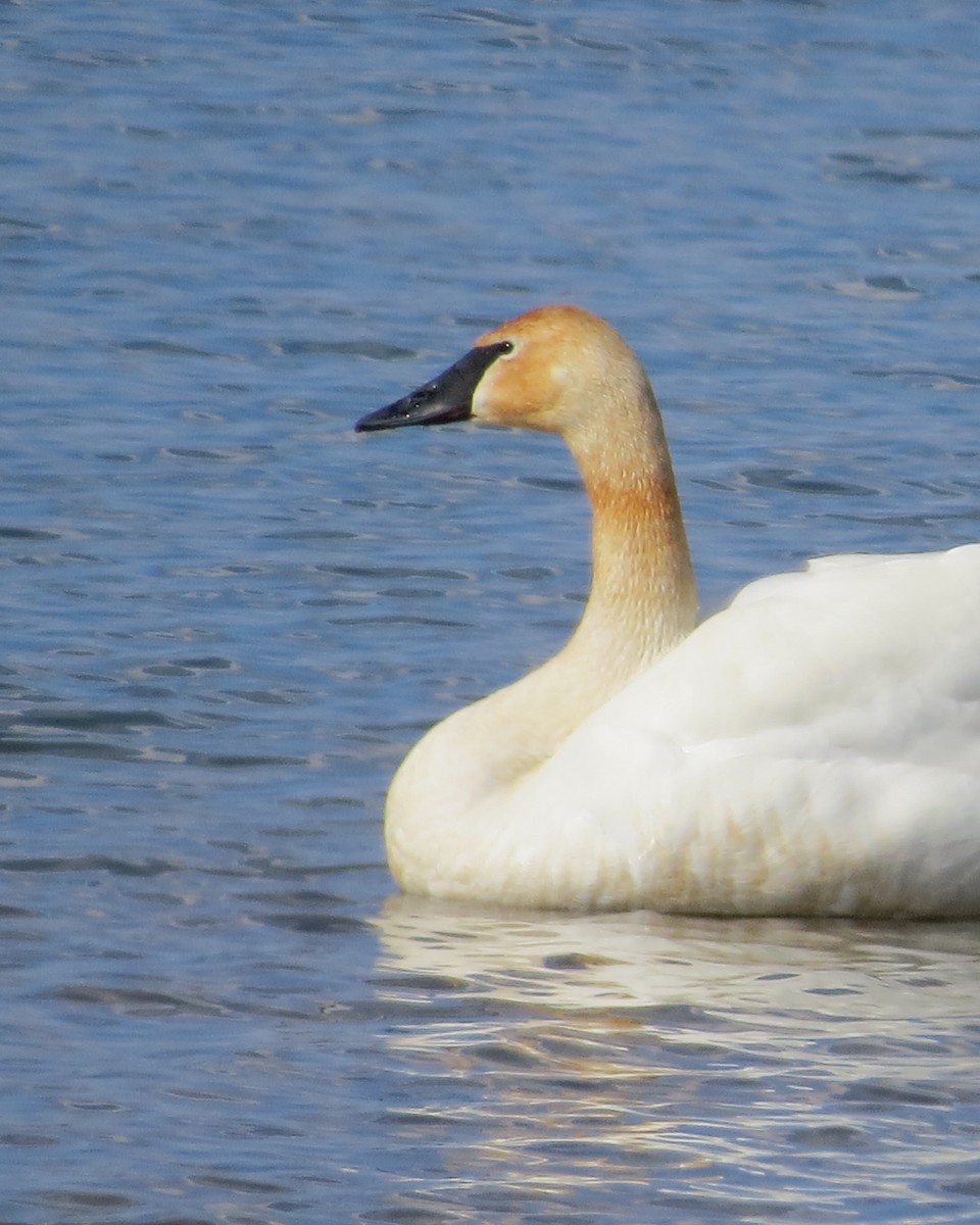Trumpeter Swan - ML542426251