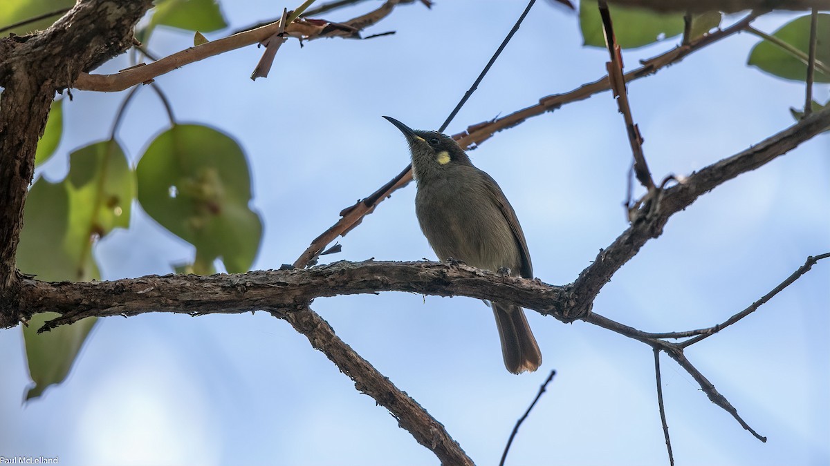 Cryptic Honeyeater - ML542427091