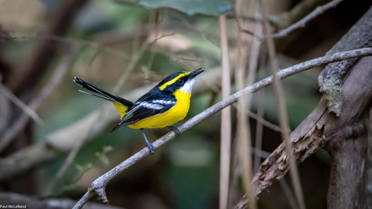Yellow-breasted Boatbill - ML542429281