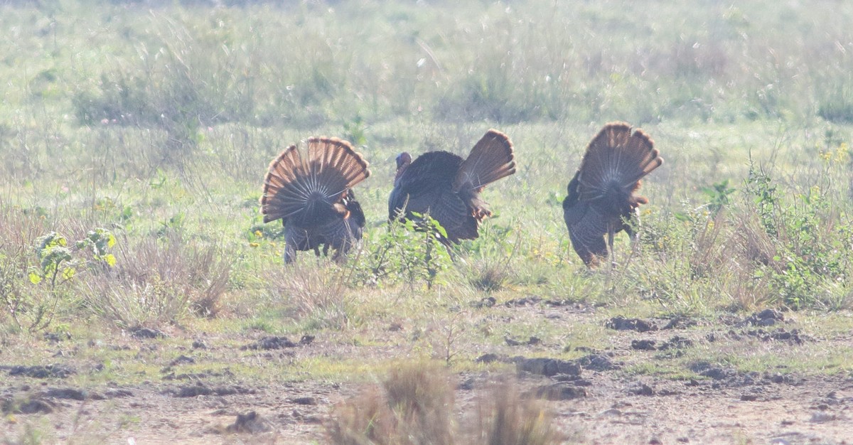 Wild Turkey - Mark Berney