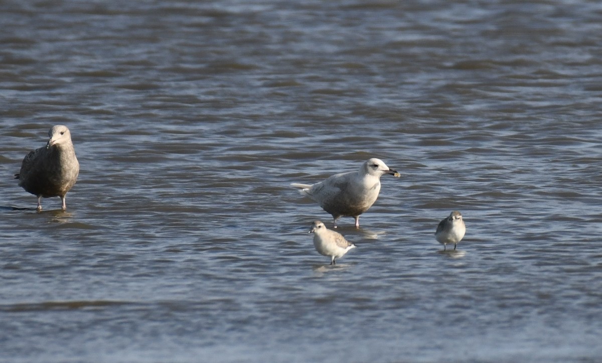 Iceland Gull - ML542429381