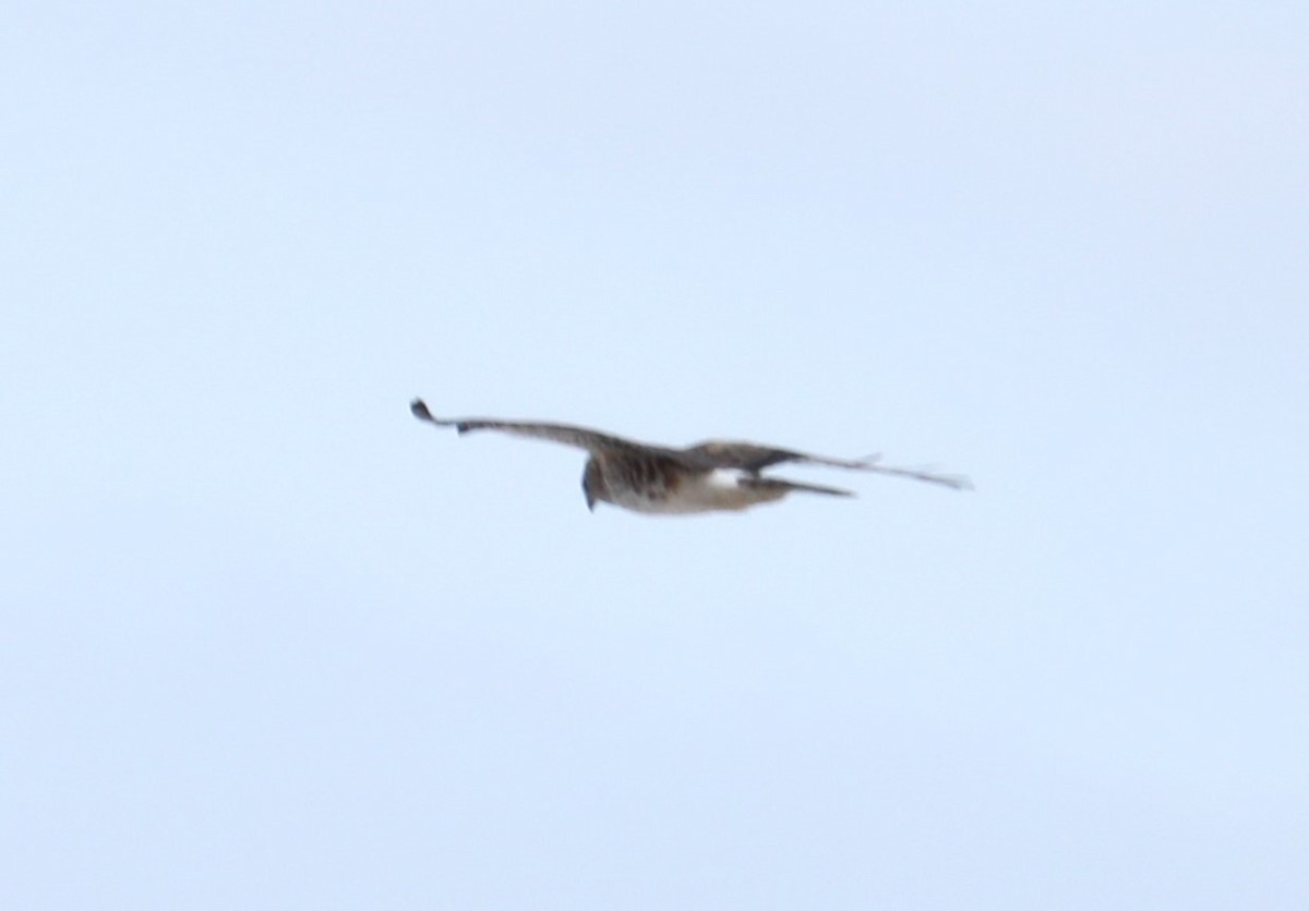 Northern Harrier - ML542429561