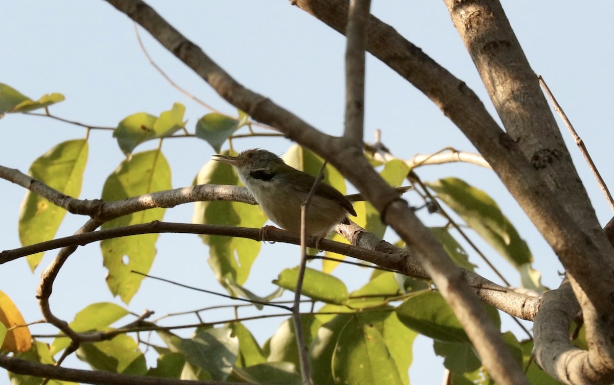 Common Tailorbird - ML542430761