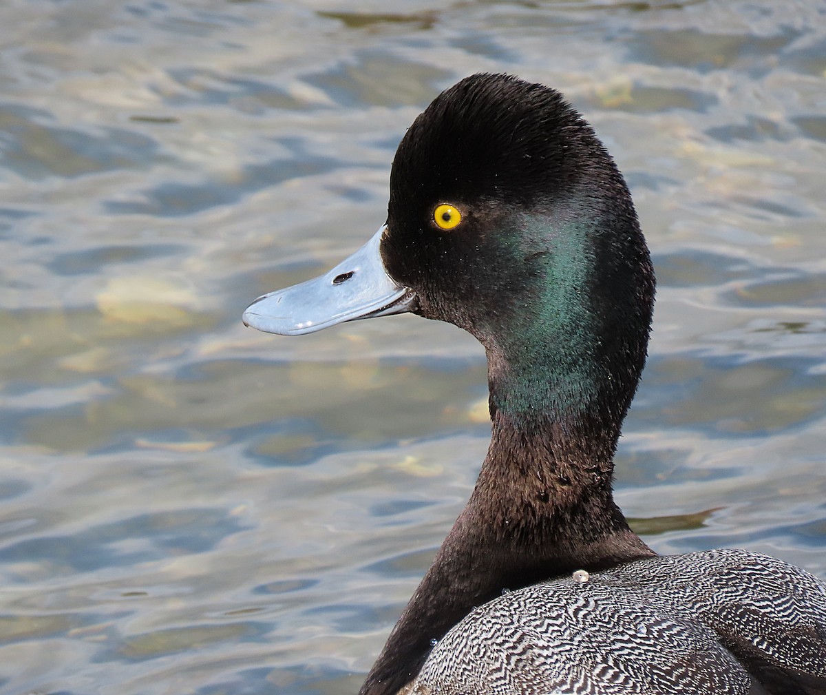 Lesser Scaup - ML542431471