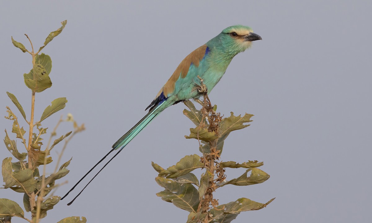 Abyssinian Roller - ML542434101