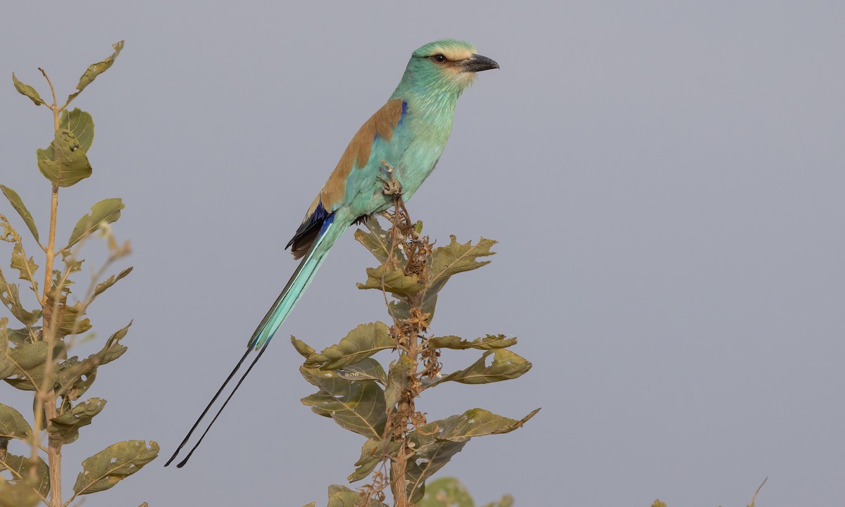 Abyssinian Roller - ML542434131