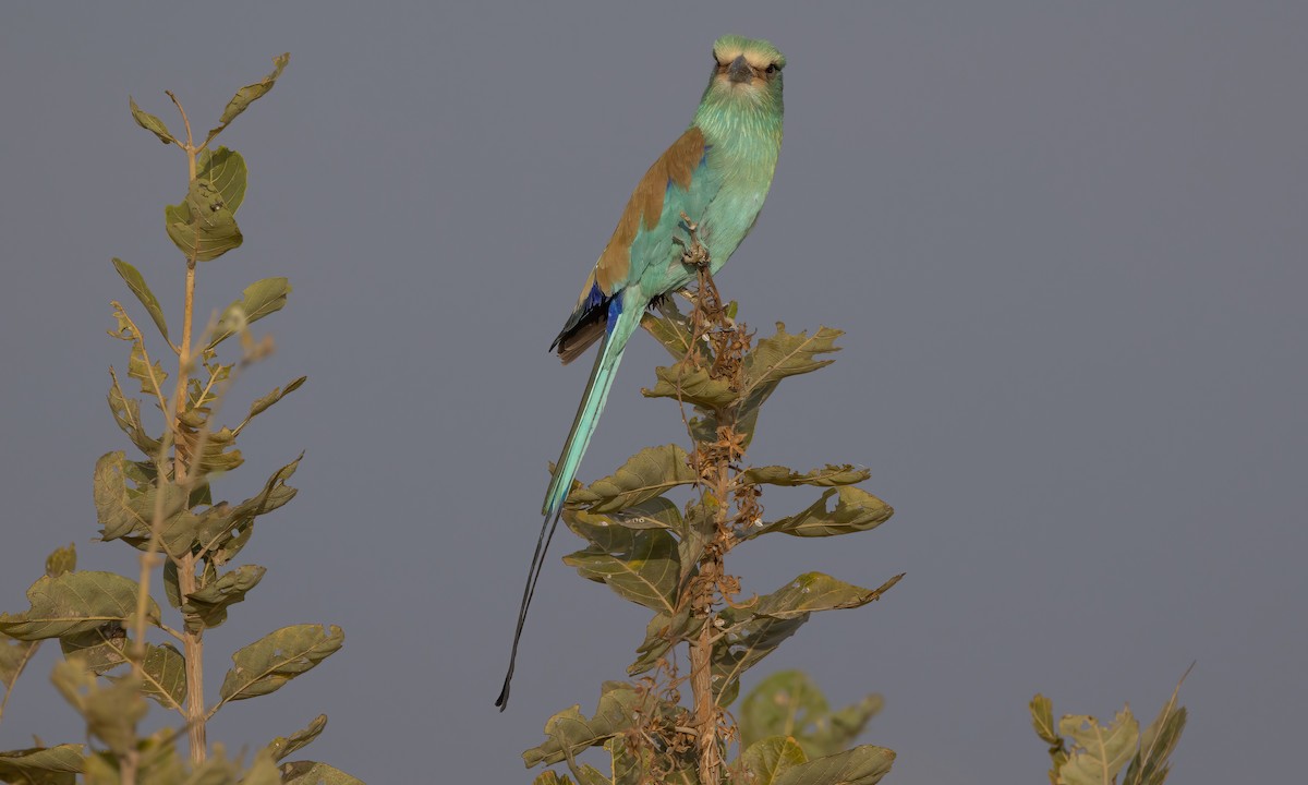 Abyssinian Roller - ML542434161