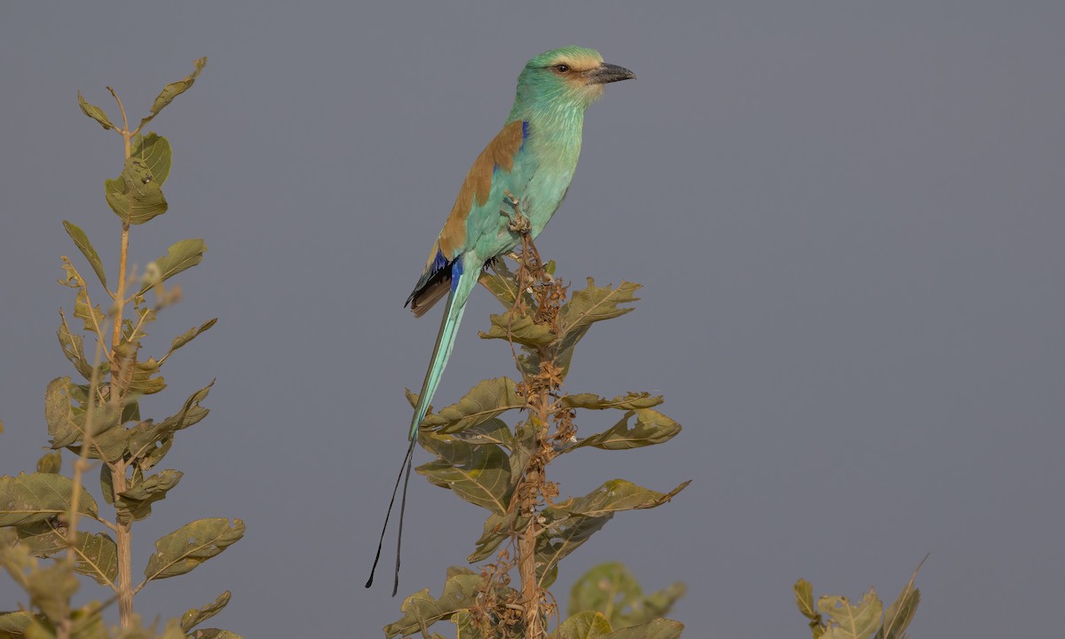 Abyssinian Roller - ML542434181