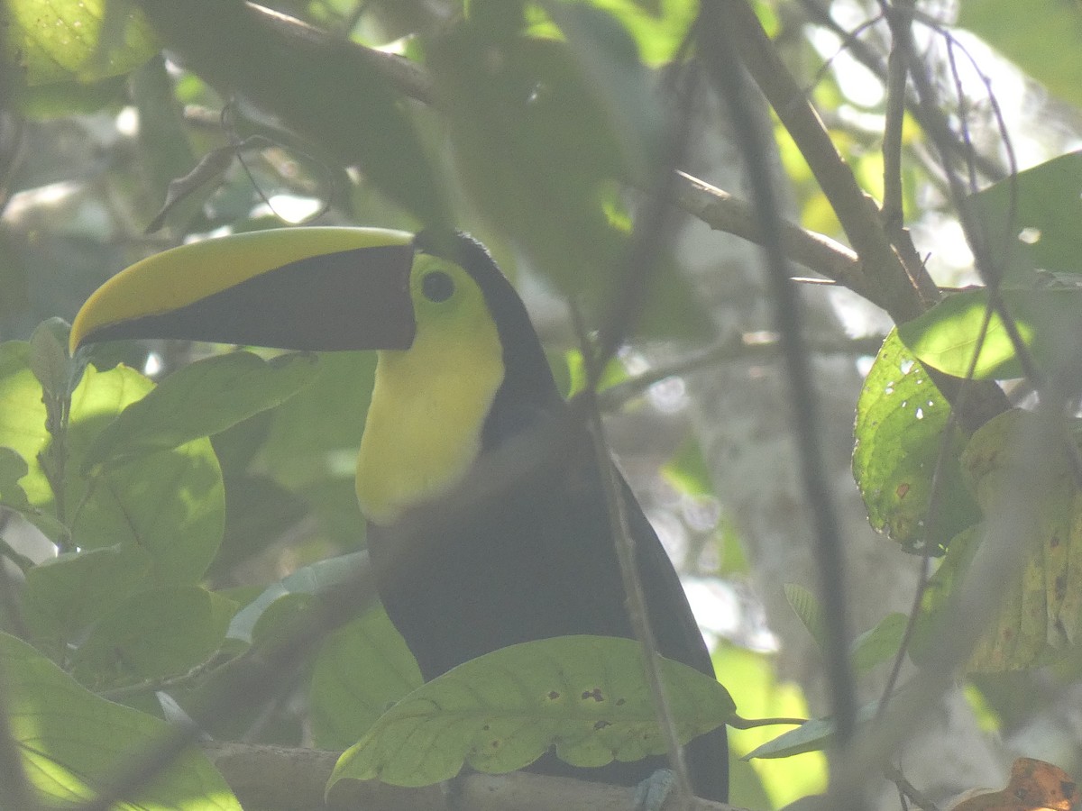 Yellow-throated Toucan - Cory Ross