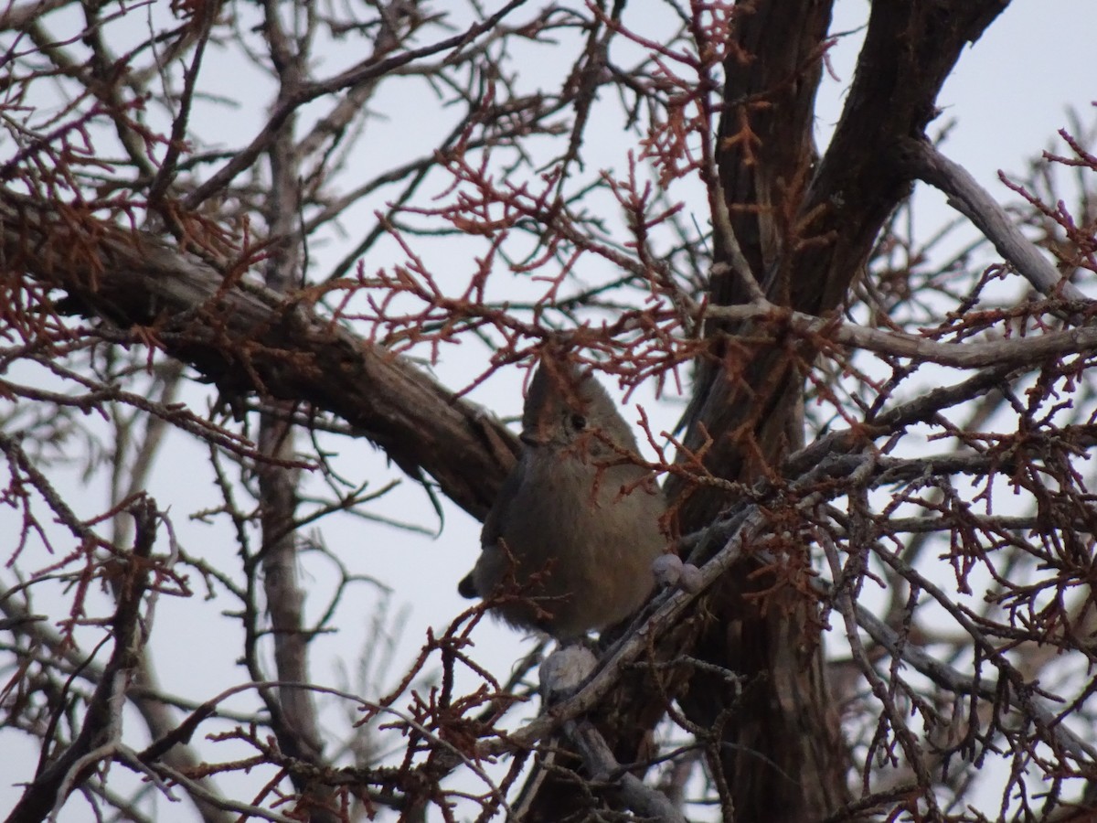 Juniper Titmouse - Neil Simpson