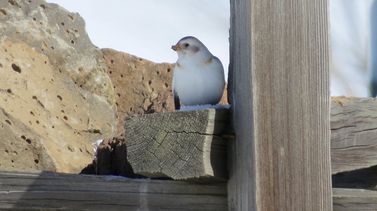 Snow Bunting - ML542440721