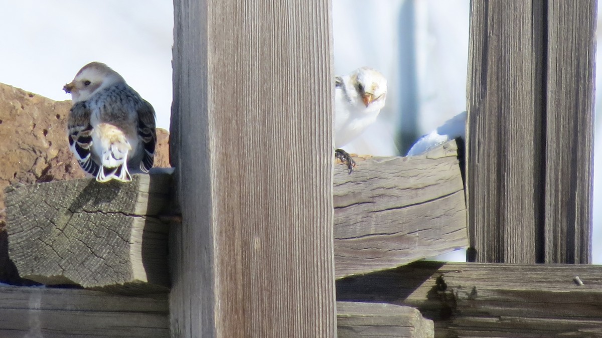 Snow Bunting - ML542440741