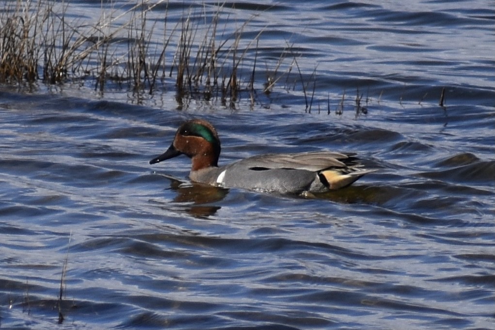 Green-winged Teal - ML542441621