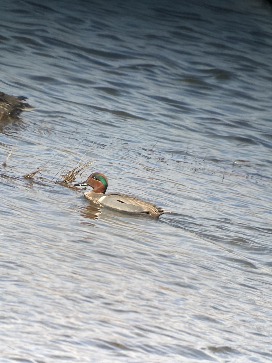 Green-winged Teal - ML542441641