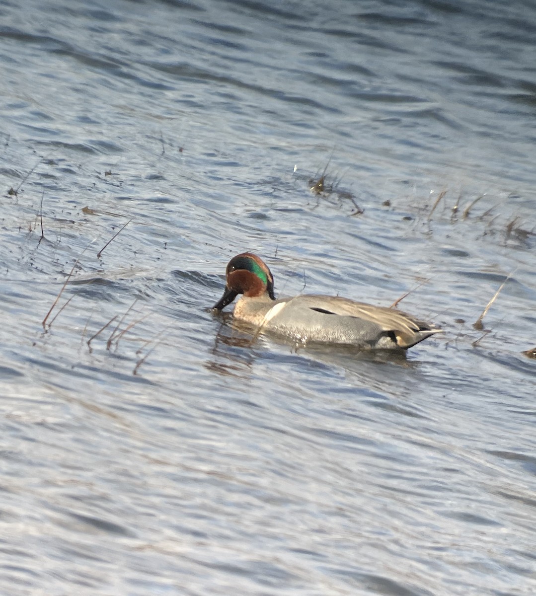 Green-winged Teal - ML542441651