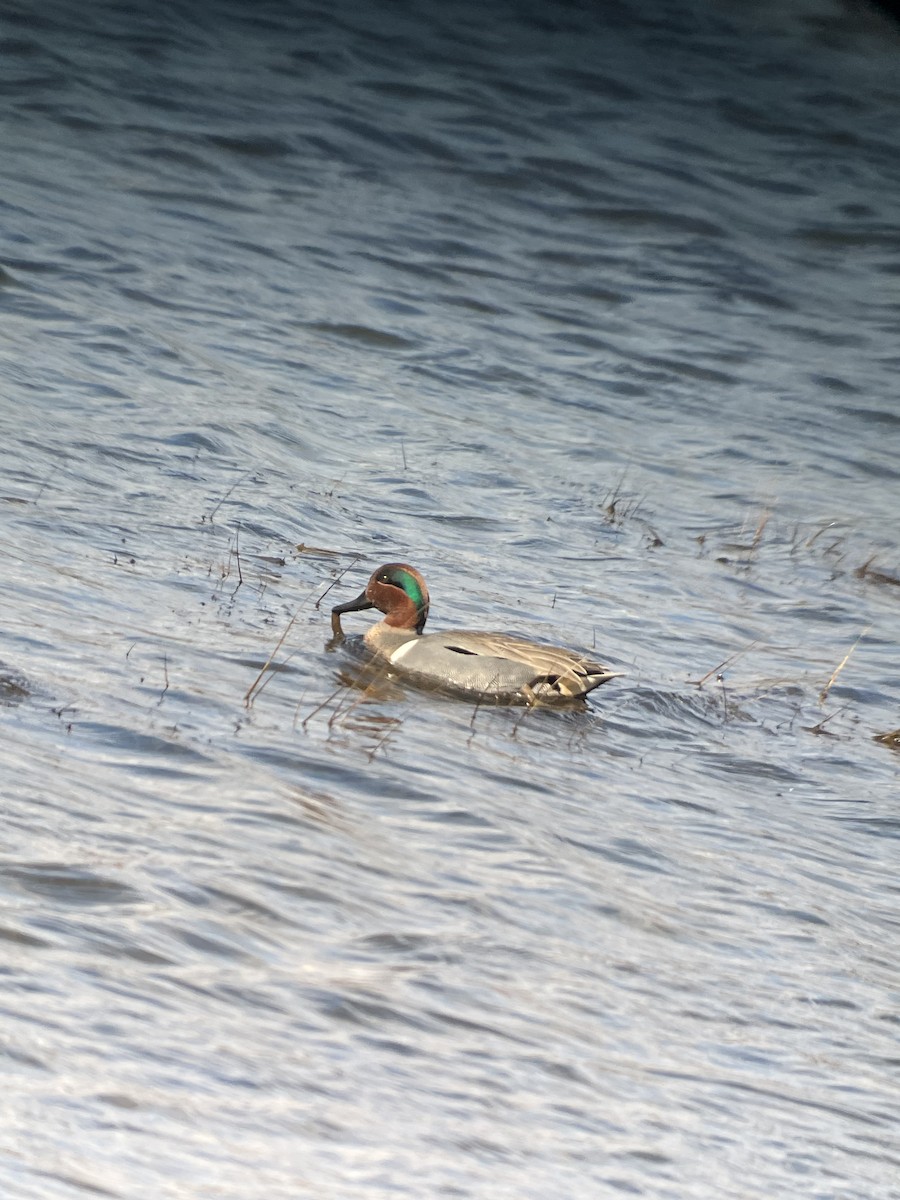 Green-winged Teal - ML542441661